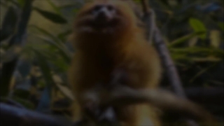 Best Website For Copyright Free Videos, Monkey, Primate, Wildlife, Wild, Ape