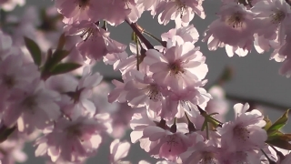 Bird Stock Video, Spring, Flower, Blossom, Plant, Shrub