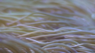 Blizzard Stock Footage, Sea Anemone, Invertebrate, Texture, Pattern, Sand