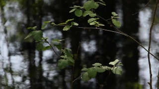 Bokeh Video Footage, Tree, Woody Plant, Plant, Vascular Plant, Leaf