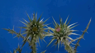 Budget Films Stock Footage, Sea Holly, Vascular Plant, Shrub, Plant, Woody Plant