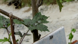 Business Stock Video, Tree, Woody Plant, Vascular Plant, Plant, Sapling