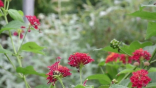 Buy Video Clips, Bee Balm, Herb, Plant, Vascular Plant, Flower