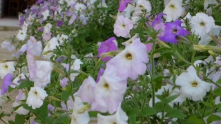 Cat Stock Video, Vascular Plant, Herb, Plant, Flower, Flowers