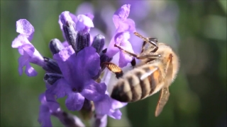 Chocolate Stock Video, Insect, Bee, Plant, Flower, Vascular Plant