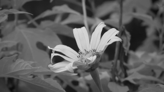 Christian Loops, Daisy, Flower, Petal, Garden, Plant