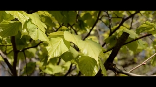 Christmas Looping Background Video, Plant, Herb, Vascular Plant, Leaf, Leaves