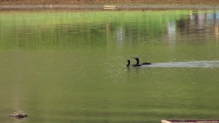Christmas Stock Footage, Bird, Aquatic Bird, Goose, Water, Lake