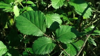 Chroma Key Stock Footage, Plant, Tree, Woody Plant, Poison Ash, Leaves