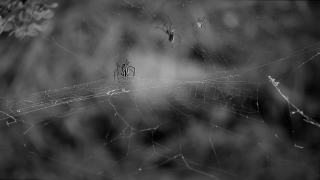 City Stock Footage, Spider Web, Web, Cobweb, Trap, Spider