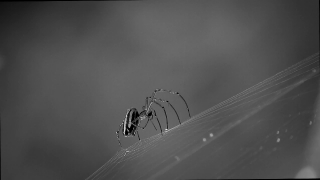 Cleaning Stock Video, Ant, Insect, Spider, Arthropod, Spider Web