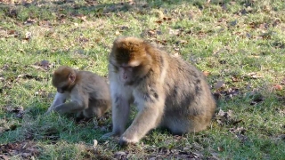 Clips Animation, Macaque, Monkey, Primate, Wildlife, Ape