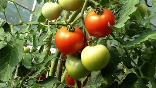Clock Stock Footage, Cherry Tomato, Tomato, Vegetable, Tomatoes, Herb