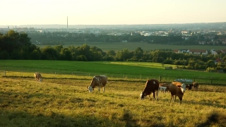 Color Grading Stock Footage, Cow, Farm, Pasture, Ranch, Grass