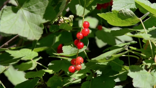 Commercial Stock Video, Currant, Berry, Fruit, Shrub, Ripe