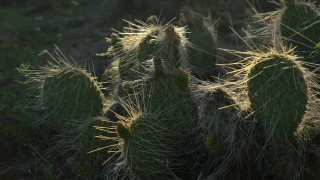Commercial Stock Video, Plant, Vascular Plant, Tree, Cactus, Woody Plant