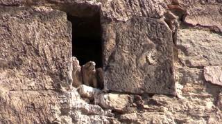 Commercial Videos, Marmot, Rodent, Rock, Stone, Landscape