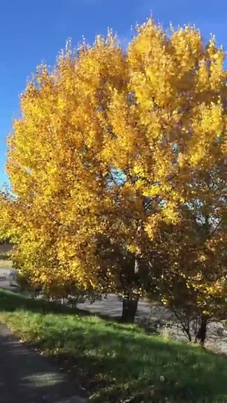 Computer Stock Video, Tree, Woody Plant, Autumn, Poplar, Fall