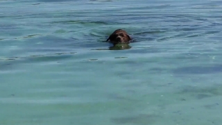Confetti Stock Video, Otter, Mammal, Water, Sea, Ocean