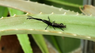 Cool Moving Background, Long-horned Beetle, Beetle, Insect, Arthropod, Invertebrate