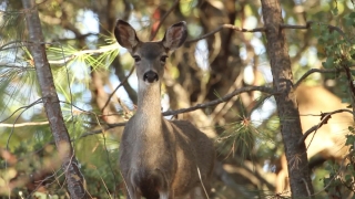 Copyright Free Biology Videos, Wallaby, Kangaroo, Mammal, Deer, Wildlife