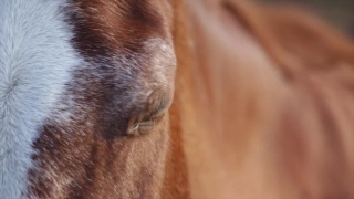 Copyright Free Hd Video, Horse, Sorrel, Equine, Head, Brown