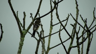 Copyright Free Stock Videos, Tree, Bird, Branch, Sky, Woody Plant