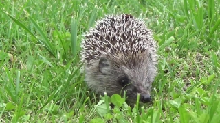 Corporate Video Background, Hedgehog, Insectivore, Placental, Mammal, Porcupine
