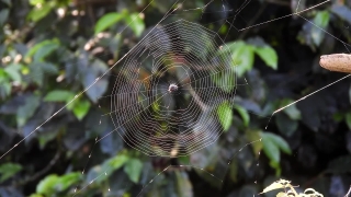 Courtroom Stock Footage, Spider Web, Web, Trap, Cobweb, Spider