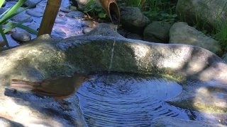 Creepy Stock Video, Eel, River, Water, Waterfall, Stone