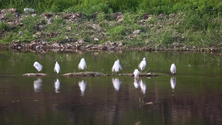 Criticalpast Footage, Swamp, Wetland, Lake, Water, Egret