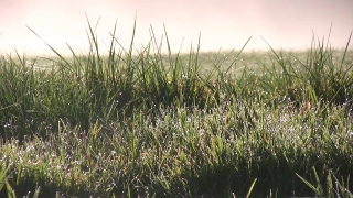 Crowd Stock Footage, Field, Plant, Grass, Herb, Reed