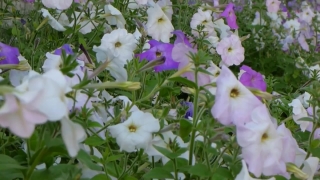 Cute Stock Footage Free, Flower, Petunia, Vascular Plant, Plant, Herb