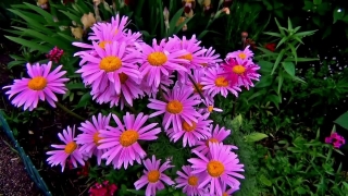 Daisy, Flower, Aster, Plant, Blossom, Angiosperm