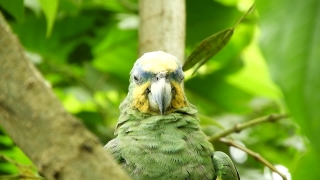 Digital Background Chroma Key, Bird, Parrot, Cockatoo, Beak, Wildlife