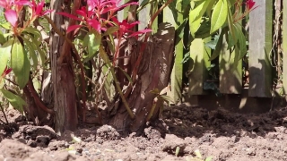 Download Stock Videos, Cactus, Plant, Tree, Shovel, Leaves