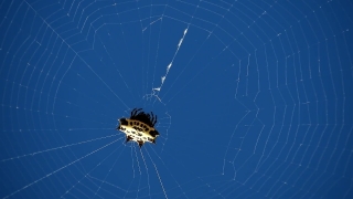 Download Video Background No Copyright, Spider Web, Web, Trap, Cobweb, Spider