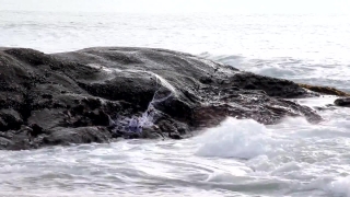 Download Video Backgrounds, Ocean, Body Of Water, Sea, Water, Baleen Whale
