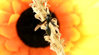 Download Videos From Istock For, Insect, Arthropod, Plant, Bee, Invertebrate