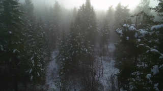 Download Youtube Videos Online Using Url, Tree, Fir, Forest, Landscape, Snow