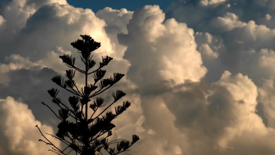 Downloading Beats From Youtube, Sky, Tree, Atmosphere, Sun, Clouds