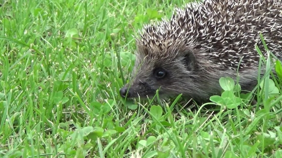 Dv Loops, Hedgehog, Insectivore, Placental, Mammal, Rodent