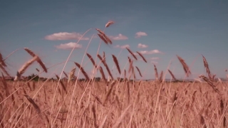 Eagle Stock Video, Wheat, Cereal, Field, Sky, Agriculture