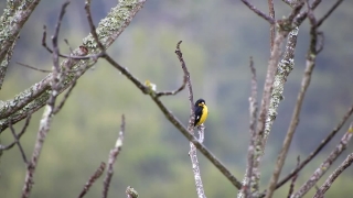 Earth Stock Footage, Bird, Goldfinch, Finch, Warbler, Tree
