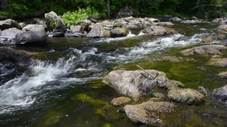 Earth Stock Video, Water, River, Stream, Crocodile, Stone