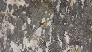 Easy Worship Background Video, Stone, Texture, Surface, Rough, Material