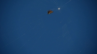 Edit Stock Footage, Spider Web, Web, Trap, Cobweb, Spider