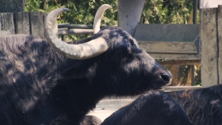 Elevator Stock Video, Water Buffalo, Old World Buffalo, Ruminant, Bull, Cattle