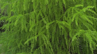 Festival Stock Footage, Asparagus Fern, Herb, Vascular Plant, Plant, Organism