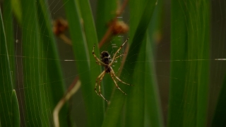 File Footage, Garden Spider, Spider, Arachnid, Arthropod, Insect